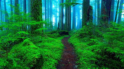 Wallpapers In Forest Colors – arthatravel.com