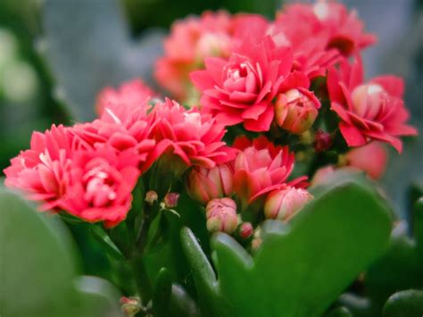 Flaming Katy Kalanchoe - How To Grow Flaming Katy Plants