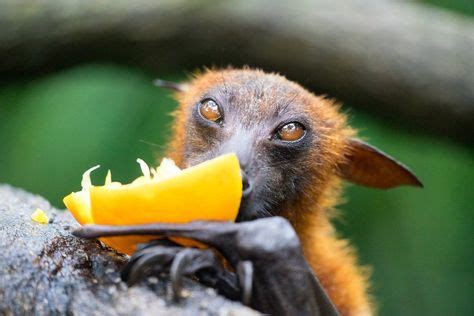 Flying Fox eating fruit - The Occasional Bat (With images) | Fox bat, Bat photos, Bat