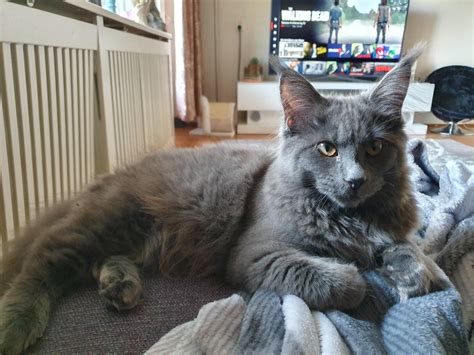 5month old blue Maine Coon kitten enjoying Netflix and chill (Hikari) : r/MaineCoon