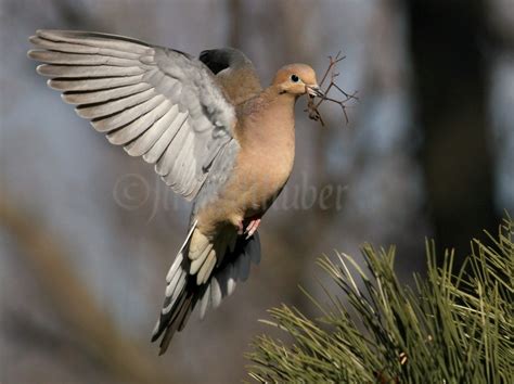 Mourning Dove Gathering, Carrying Nest Material and Building the Nest in Waukesha County ...