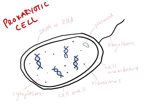 cell diagrams - biology 11 portfolio