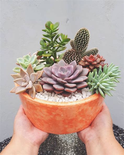 a person holding a potted plant with succulents and gravel in it