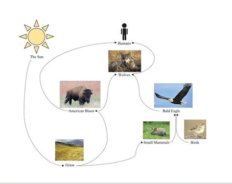 Temperate Grassland Food Web - slidesharetrick