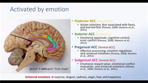 Rostral Anterior Cingulate Cortex | Hot Sex Picture