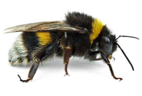 Bee Nest Removal | Honey, Bumble and Mason Bees | Hampshire