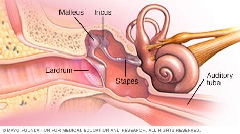 Slide show: How you hear - Mayo Clinic