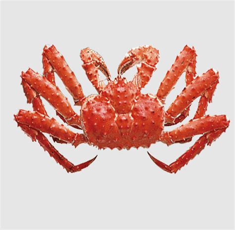 Decapod Anatomy, paralithodes Platypus, european Spider Crab, fresh ...