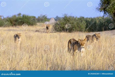 Lion in Their Natural Habitat - Africa Stock Image - Image of tanzania ...