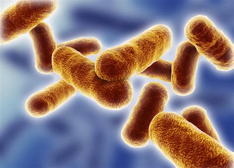 Research Paper: Antibiotics produced by Bacillus subtilis – Sebastian Siebert Supplements