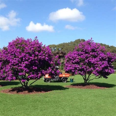 Small Flowering Trees Zone 9 - Thuem Garden Plant