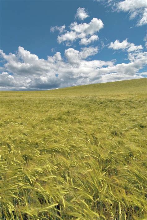 Field Of Barley Photograph by Simon Fraser/science Photo Library - Fine Art America