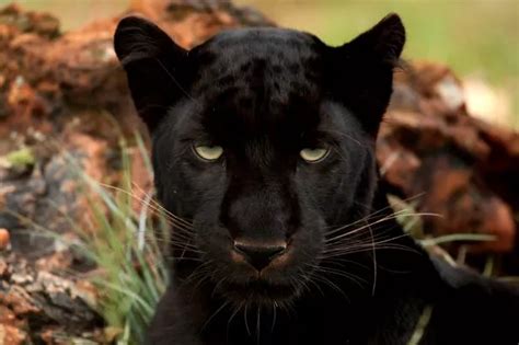 People report seeing a large black animal 'like a panther' running free ...