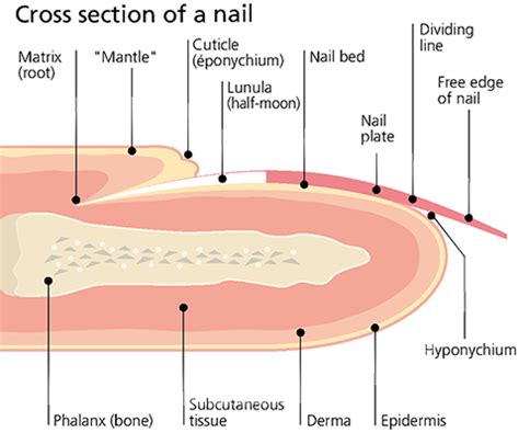 What Portion Of The Nail Plate Is Not Visible On The Body Surface When Using A Hand Magnifier ...