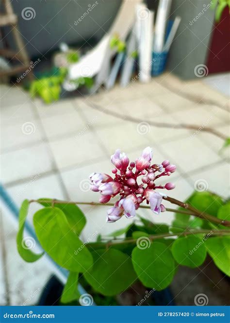 The Beauty of Starfruit Tree Flowers Stock Photo - Image of lilac ...