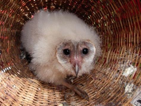 Baby Barn Owl (21 pics + video) - Izismile.com