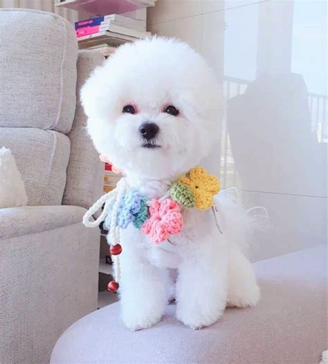 Teacup Bichon Frise: Why This Mini Dog Makes a Great Pet?