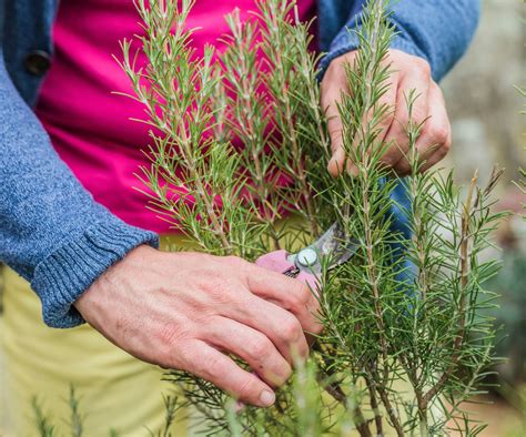 How to prune rosemary: expert tips to control your shrub | Homes & Gardens