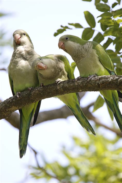 Island Park residents ponder the disappearance of local green monk parakeets | Herald Community ...