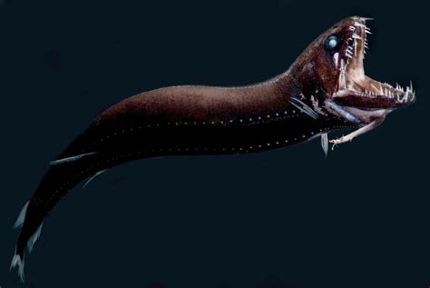 Science Source Stock Photos & Video - Deep-Sea Dragonfish | Deep sea, Ocean images, Deep sea fishing