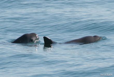 Vaquita l Severely Endangered Mammal - Our Breathing Planet