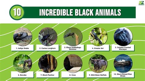 10 Incredible Black Animals - A-Z Animals