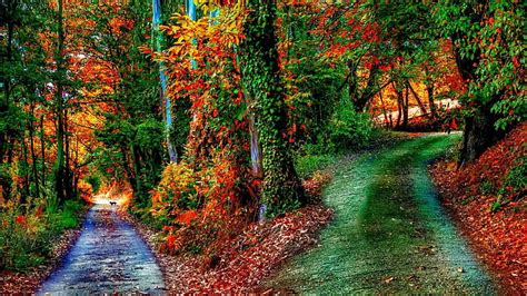 Wonderful paths in an october forest r, forest, autumn, paths, leaves, r, hill, HD wallpaper ...