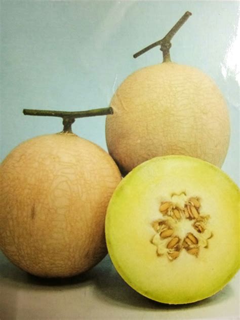 Musk Melon at Rs 35/kilogram | Muskmelon | ID: 15366432812