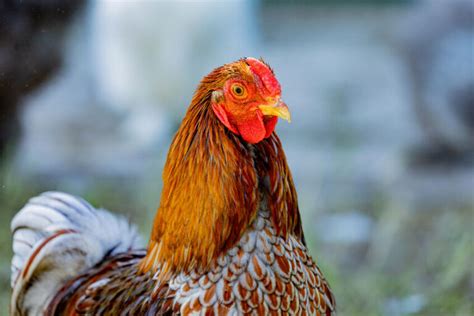 Splash Laced Red Wyandotte Chickens For Sale | Chickens For Backyards