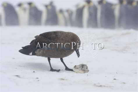 Brown Skua with an unhatched Emperor Penguin egg during a blizzard ...