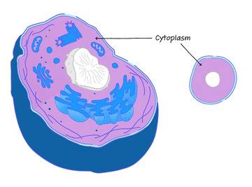 Cytoplasm: Definition, Structure & Function (with Diagram) | Sciencing