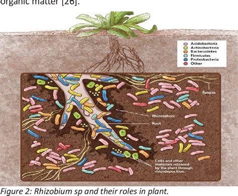 [PDF] Role of Soil Microbes in Agriculture; A Review | Semantic Scholar