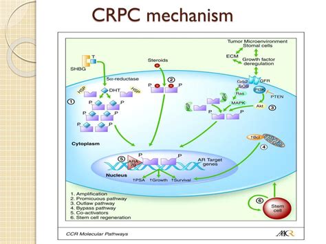 PPT - Castrate-resistant prostate cancer (CRPC) PowerPoint Presentation - ID:1948639