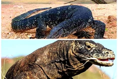 7 Perbedaan Biawak dan Komodo, Apa Saja? - Jurnal Flores