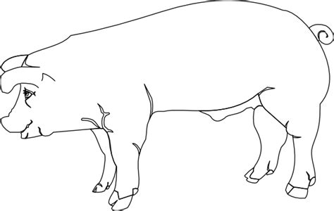 Pig Drawing Outline - ClipArt Best