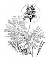 Pine Tree coloring Page  Free Printable Coloring Pages sketch template