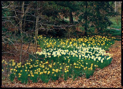 Daffodil Planting Guide | Daffodils, Plants, Daffodils planting