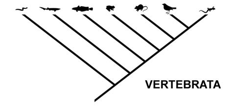 Cladogram Hewan - Homecare24