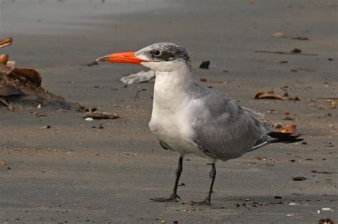 Caspian tern (Hydroprogne caspia)