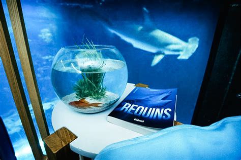 Shark Aquarium Underwater Bedroom | Uncrate