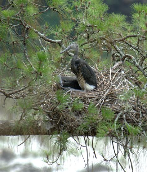 white-bellied heron (Ardea insignis) juvenile; Image ONLY