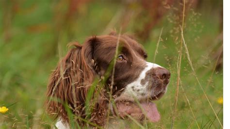 Training a springer spaniel.how to train a puppy. - YouTube