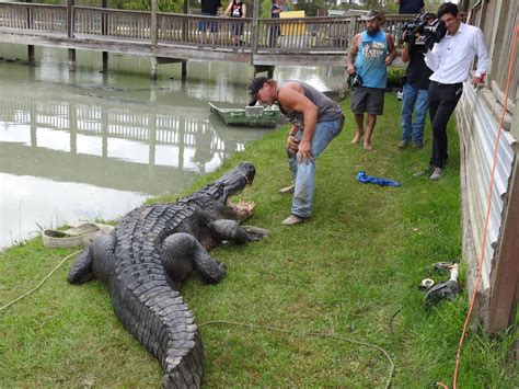 Gator Country adds record-breaking alligator to park