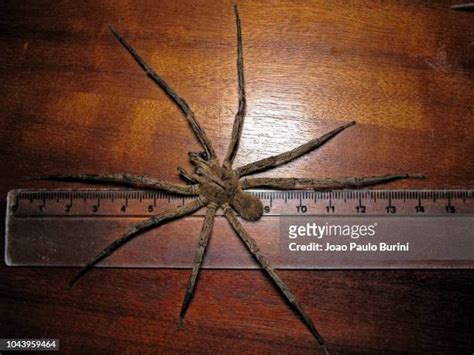 Brazilian Wandering Spider Photos and Premium High Res Pictures - Getty Images