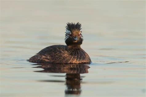 Where are Hooded Grebe found? - Birdful