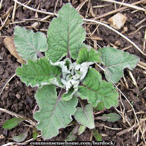 Burdock - Identification, Benefits, Uses for Food and Medicine