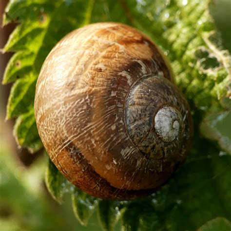 Snails of the riverbank – Imagenic