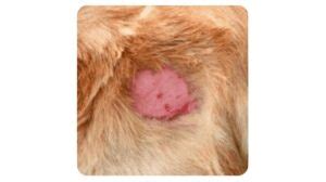 Staph Skin Infection in Dogs | Best 3 Antibiotics | Pet Care