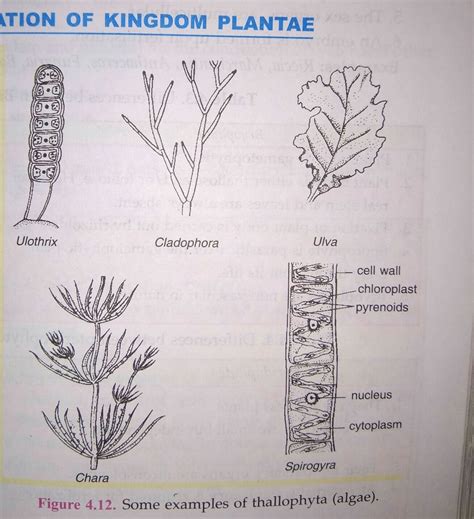 Kingdom Plantae Diagram