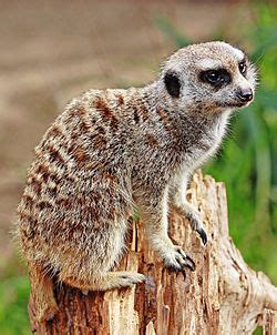 Meerkat Facts for Kids